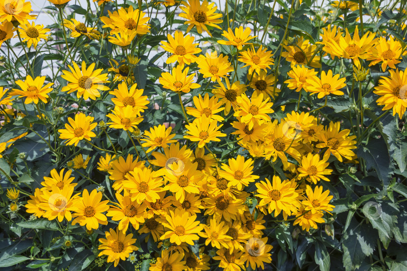 Скачать Клубень подсолнечника (лат. Helianthus tuberosus). Цветущее растение фотосток Ozero