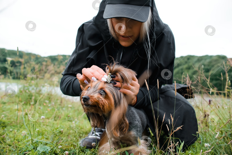 Скачать Молодая женщина делает прическу своей собаке на улице, крупным планом. Йоркширский терьер гуляет летом в парке. фотосток Ozero