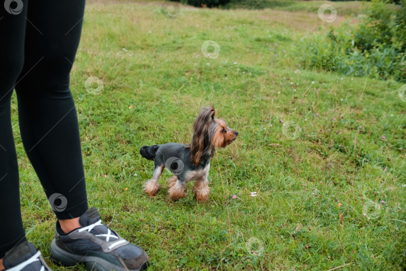 Скачать Йоркширский терьер на прогулке в парке летом фотосток Ozero