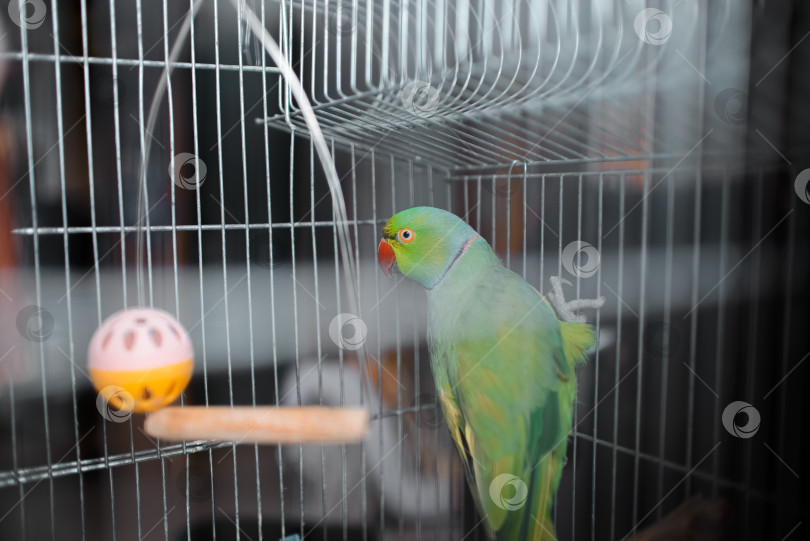 Скачать Зеленый домашний попугай сидит в клетке. Попугай смотрит в камеру, выборочный фокус фотосток Ozero