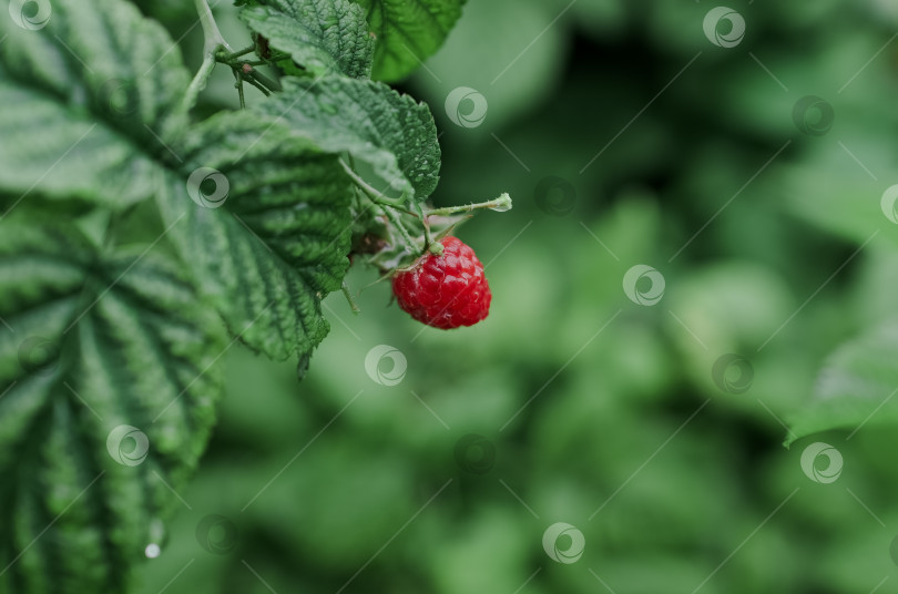 Скачать Ягода малины в саду, крупным планом. Спелая красная ягода, летний урожай фотосток Ozero