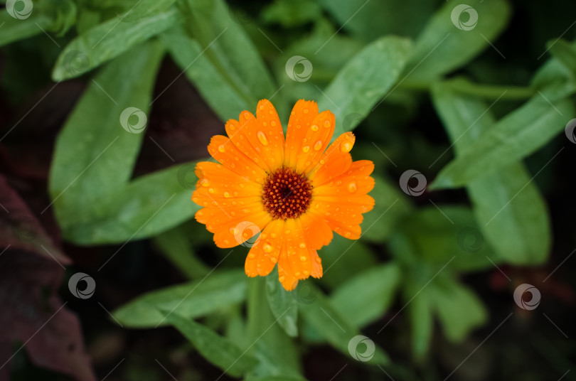 Скачать Оранжевый цветок на открытом воздухе после дождя, крупным планом. Цветочный фон, выборочный акцент фотосток Ozero