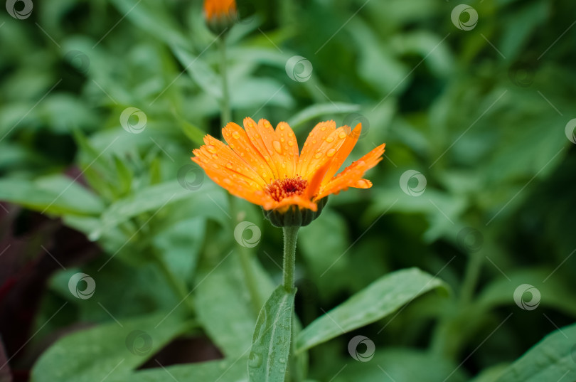 Скачать Чудесный оранжевый цветок на открытом воздухе после дождя, крупным планом. Цветочный фон, выборочный акцент фотосток Ozero