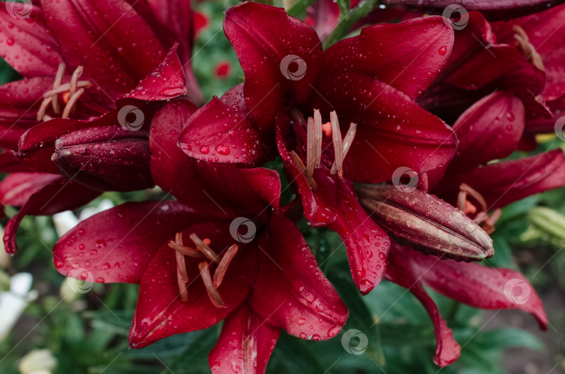 Скачать Бордовая лилия с каплями воды после дождя, крупным планом. Цветок в саду фотосток Ozero