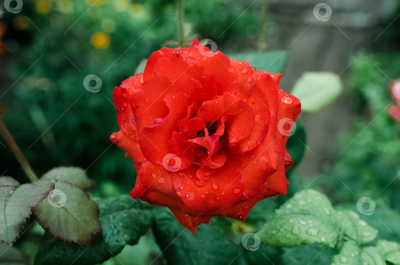 Скачать Цветок красной розы крупным планом. Роза, мокрая после дождя, в саду. фотосток Ozero