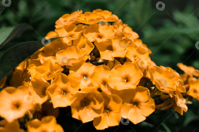 Скачать Букет маленьких желтых цветов в саду на открытом воздухе, крупным планом. Цветы флокса фотосток Ozero