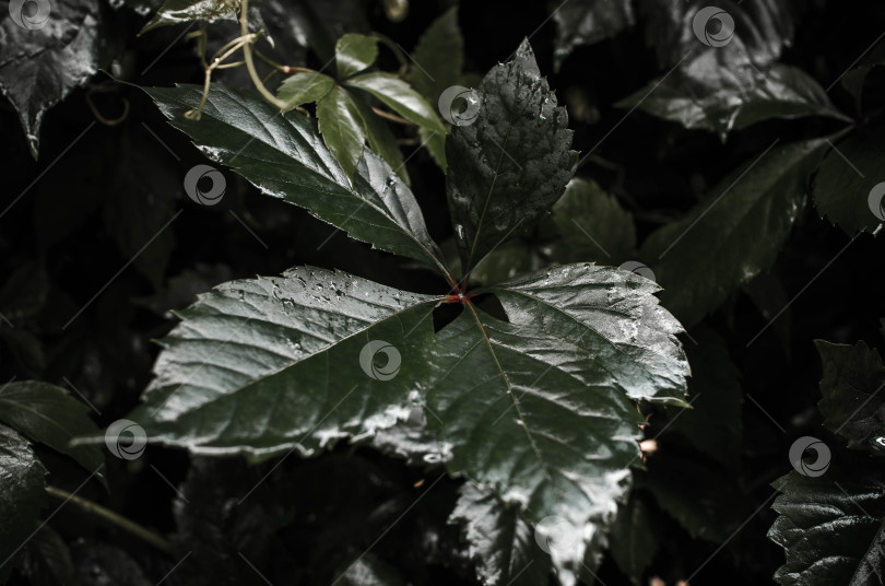 Скачать Темно-зеленый лист, мокрый после дождя, крупным планом фотосток Ozero