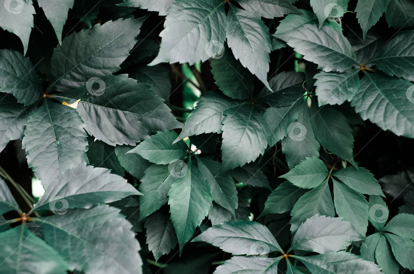 Скачать Большие зеленые листья крупным планом, текстурный фон фотосток Ozero