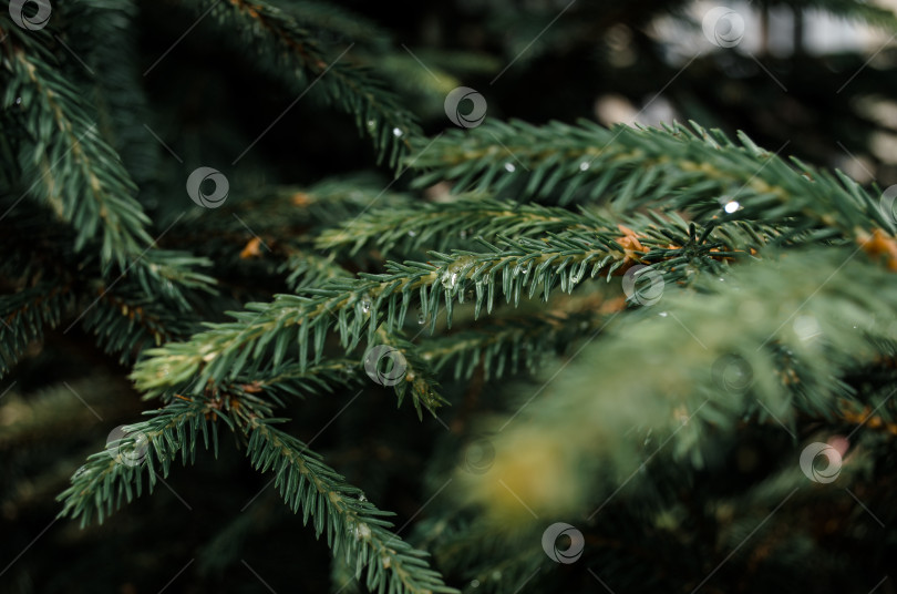 Скачать Ветка рождественской елки крупным планом, выборочный фокус. Роса на булавках и иголках, размытие фотосток Ozero