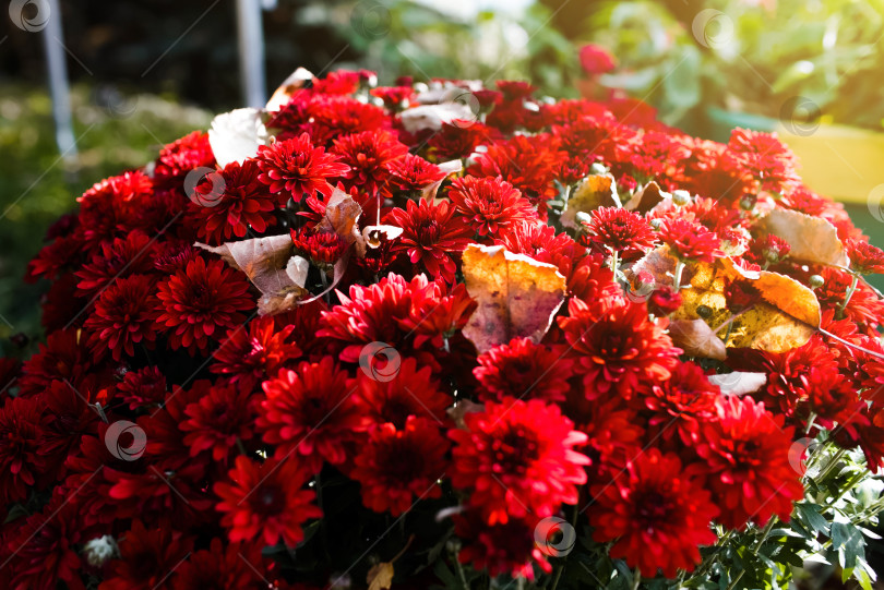 Скачать Букет красных цветов в саду на рассвете утром, крупным планом фотосток Ozero