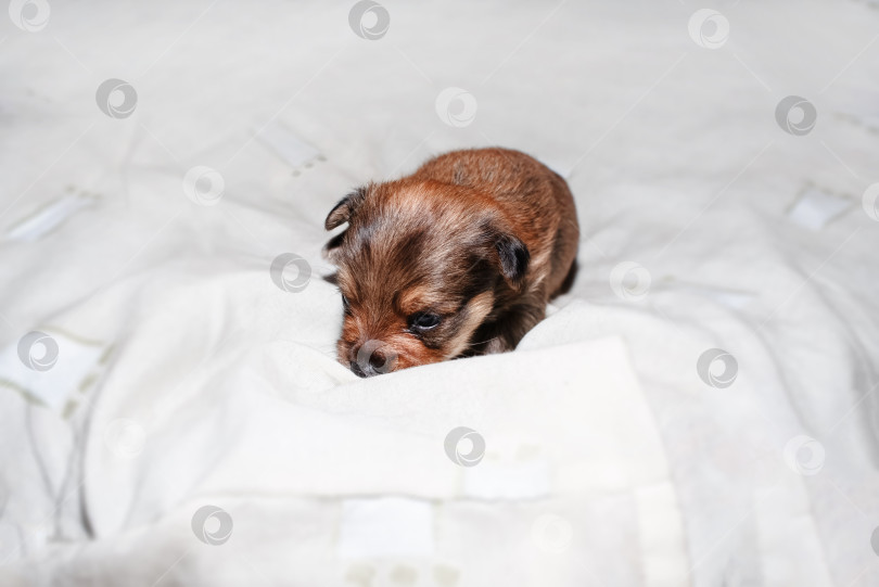 Скачать Портрет щенка крупным планом. Новорожденный щенок йоркширского терьера спит на белом полотенце фотосток Ozero