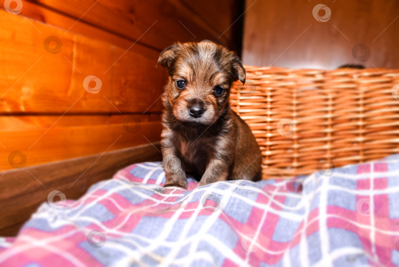 Скачать Портрет щенка крупным планом. Новорожденный щенок йоркширского терьера сидит и смотрит в камеру фотосток Ozero