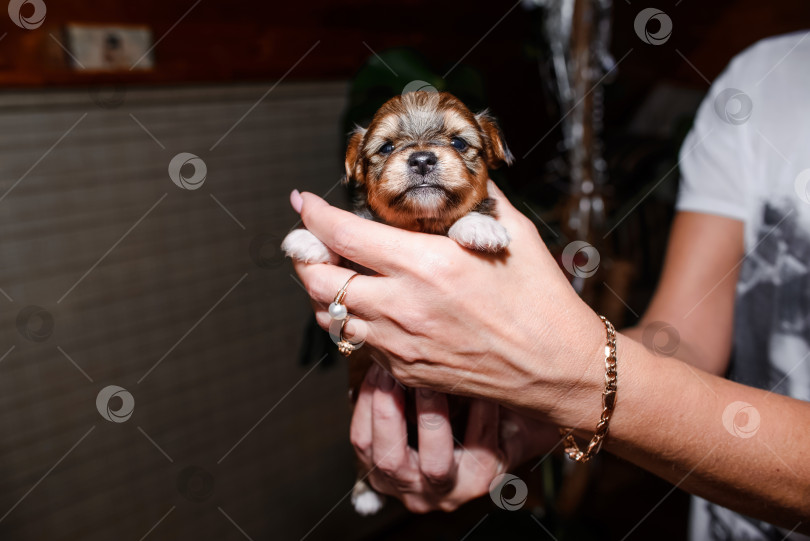 Скачать Портрет щенка крупным планом, смотрящего в камеру. Женщина держит на руках новорожденного щенка. Йоркширский терьер фотосток Ozero