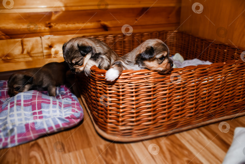 Скачать Новорожденные щенки выглядывают из плетеной корзины, портрет. Щенки коричневого йоркширского терьера фотосток Ozero