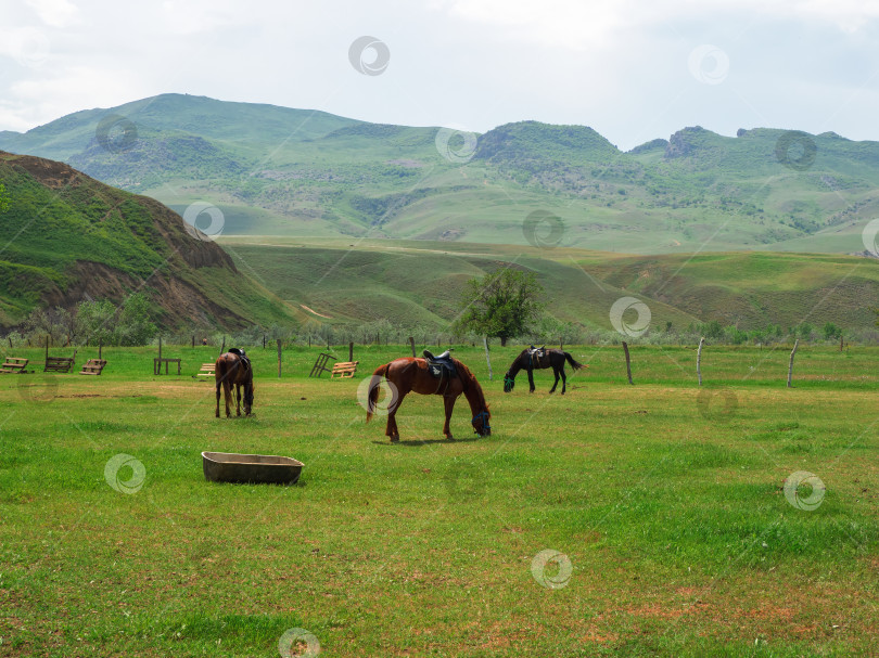 Скачать Рыжие лошади породы "Буденновская" пасутся на весенней зеленой лужайке. фотосток Ozero