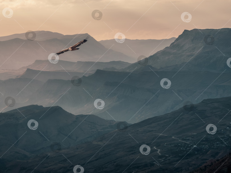 Скачать Стервятник пролетает над вечерней горной долиной. фотосток Ozero