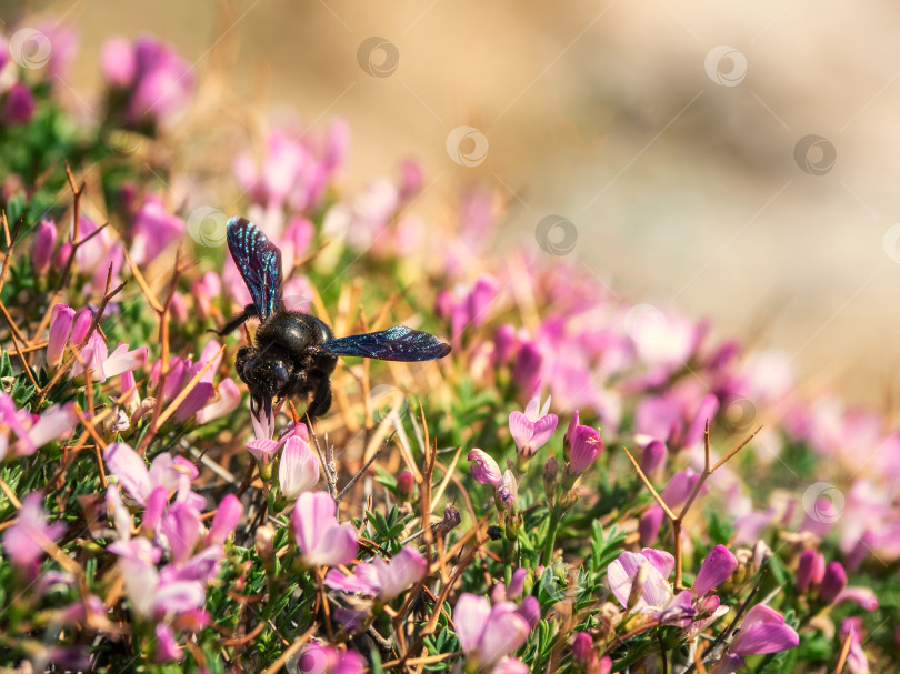 Скачать Большой шмель-плотник (Xylocopa) собирает пыльцу и нектар с красивых пурпурных цветков Onobrychis cornuta. фотосток Ozero