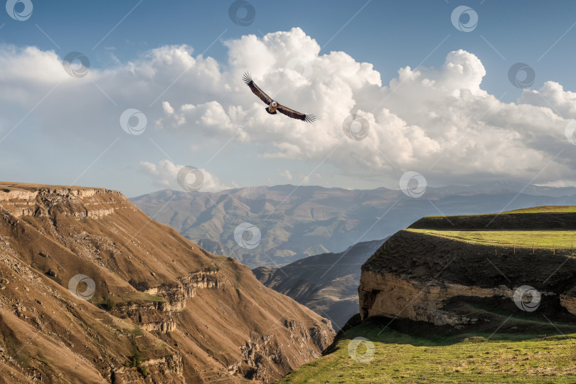 Скачать Атмосферный пейзаж с силуэтами красных и зеленых гор. Орел пролетает над горным ущельем. Хунза. Дагестан. фотосток Ozero