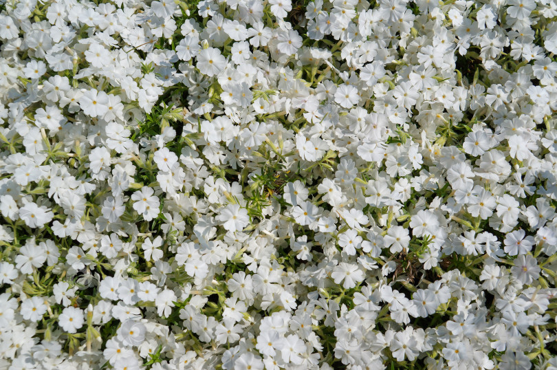 Скачать Фон из множества белых цветов летом. Cerastium biebersteinii. фотосток Ozero