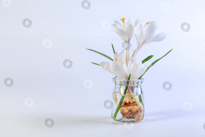 Скачать Цветущий белый крокус. фотосток Ozero