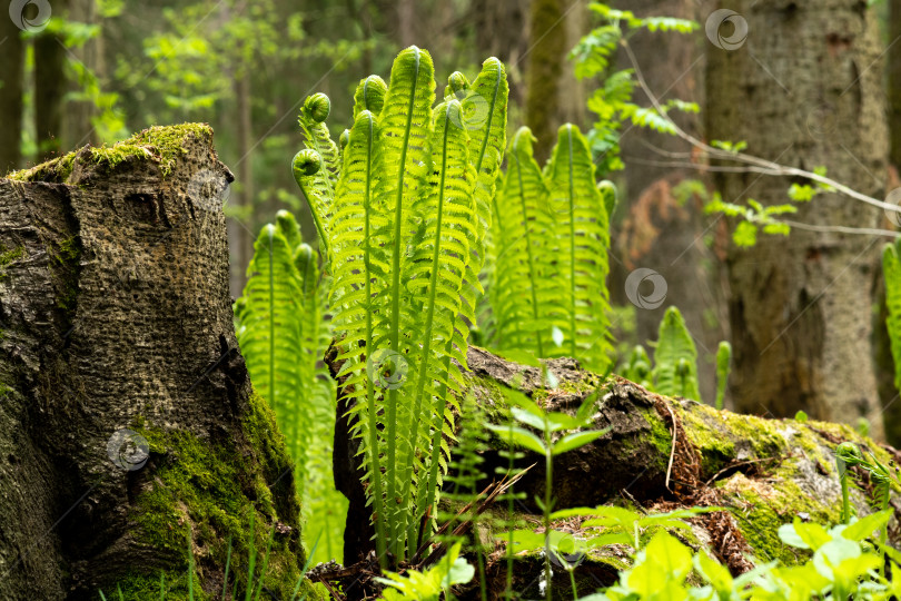 Скачать естественный весенний лесной пейзаж, ростки папоротника рядом с пнем фотосток Ozero