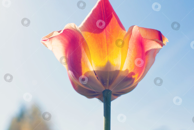 Скачать Бутон тюльпана фотография снизу. Цветок на фоне неба. Солнечный яркий свет. Листья цветка. Бутон. фотосток Ozero