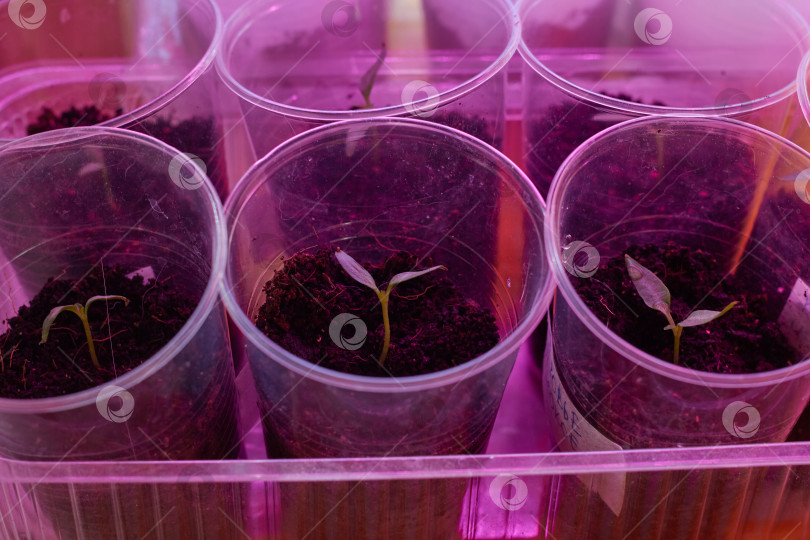 Скачать перец проращивают в пластиковых стаканчиках под ультрафиолетовой лампой. фотосток Ozero