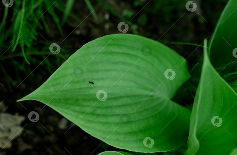 Скачать зеленый лист с каплями росы. муравей на листе. естественный фон. большой лист фотосток Ozero