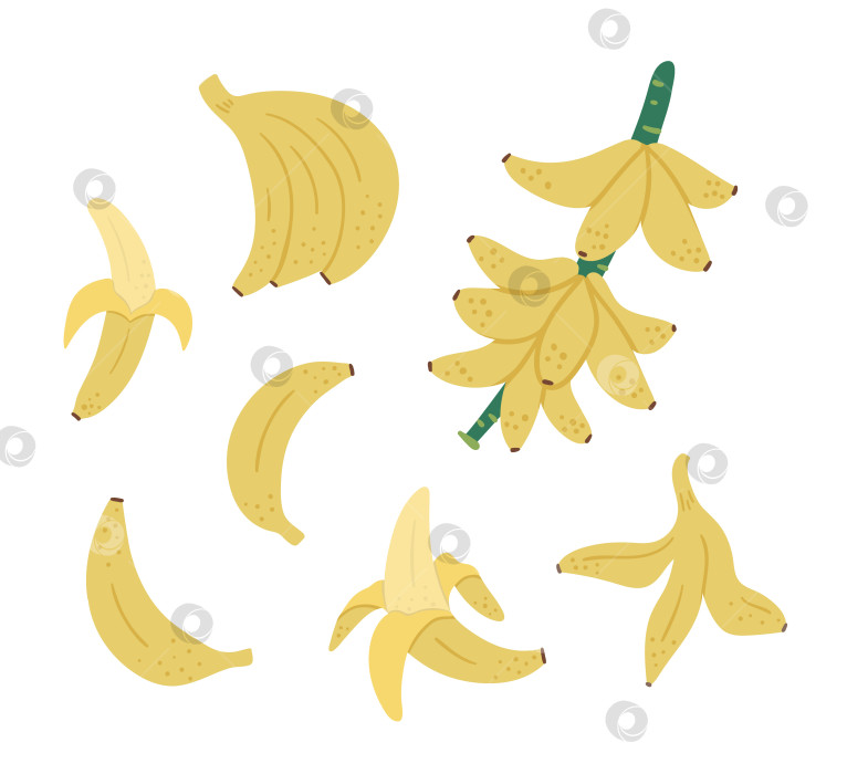 Скачать Векторный клип с тропическими банановыми фруктами, гроздьями и веточками. Иллюстрация листвы джунглей. Нарисованное от руки плоское экзотическое растение, изолированное на белом фоне. Яркая иллюстрация детской здоровой летней еды. фотосток Ozero