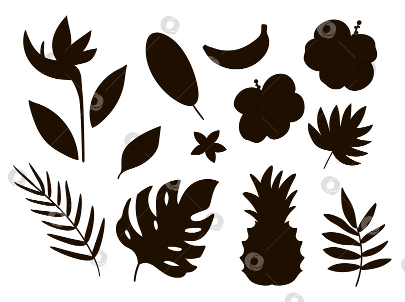 Скачать Векторные силуэты тропических фруктов, цветов и листьев. Черная иллюстрация листвы джунглей и цветов. Нарисованные от руки плоские тени экзотических растений, изолированные на белом фоне. Дизайн марки "Летняя зелень" фотосток Ozero