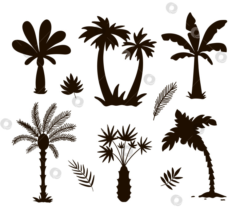 Скачать Векторные силуэты тропических пальм. Черная иллюстрация листвы джунглей. Нарисованные от руки черные экзотические растения, изолированные на белом фоне. Дизайн штампа "Летние деревья" фотосток Ozero