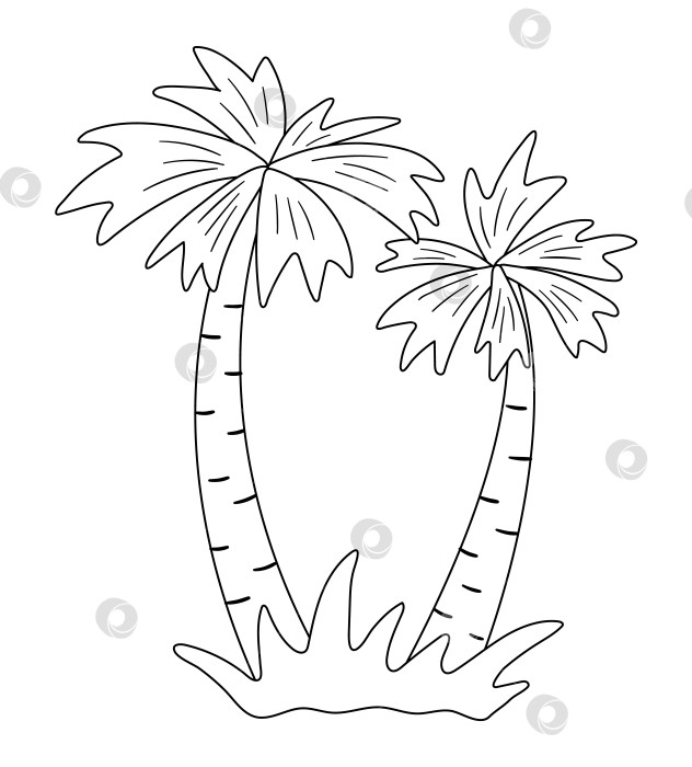 Скачать Векторный контур пальмы. Забавная черно-белая иллюстрация тропического экзотического растения. Веселая раскраска для детей. Летний клип в джунглях фотосток Ozero