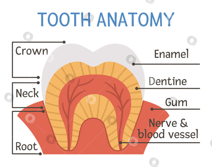 Скачать Плакат с анатомией зубов. Схема строения зубов с надписями. Иллюстрация зубных деталей. Шаблон образовательной брошюры стоматологической клиники. Плоское изображение эмали, дентина и десен. Инфографика по уходу за полостью рта фотосток Ozero