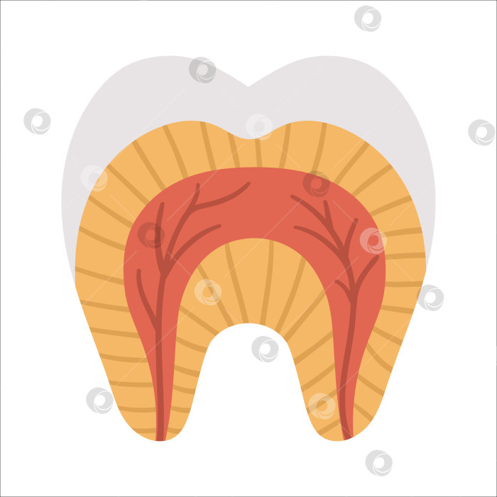 Скачать Плакат с анатомией зубов. Схема строения зубов. Иллюстрация зубных деталей. Шаблон образовательной брошюры стоматологической клиники. Плоское изображение эмали, дентина и десен. Дизайн инфографики по уходу за полостью рта фотосток Ozero