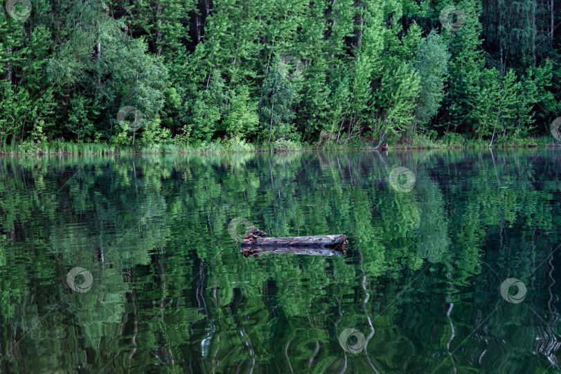 Скачать летний пейзаж озера. фотосток Ozero