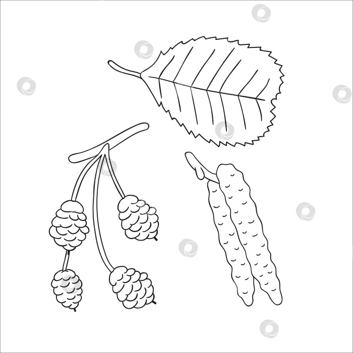 Скачать Векторный набор линейных элементов ольхового дерева, изолированных на белом фоне. Ботаническая иллюстрация листа ольхи, ветки, цветов, плодов, амента, шишки. Черно-белый клип-арт. фотосток Ozero