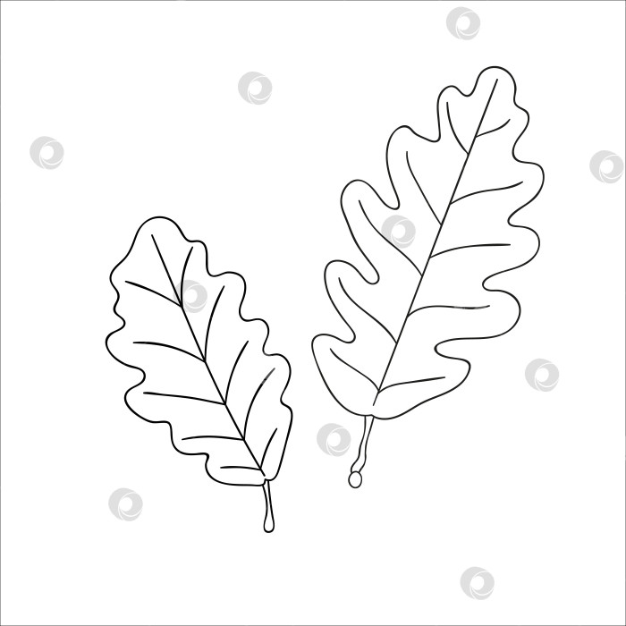 Скачать Векторная линия значка дубового листа, изолированного на белом фоне. Ботаническая иллюстрация зелени деревьев. Осенние листья в мультяшном стиле фотосток Ozero