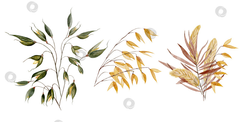 Скачать акварельные ветви сухих зеленых растений и пшеницы фотосток Ozero