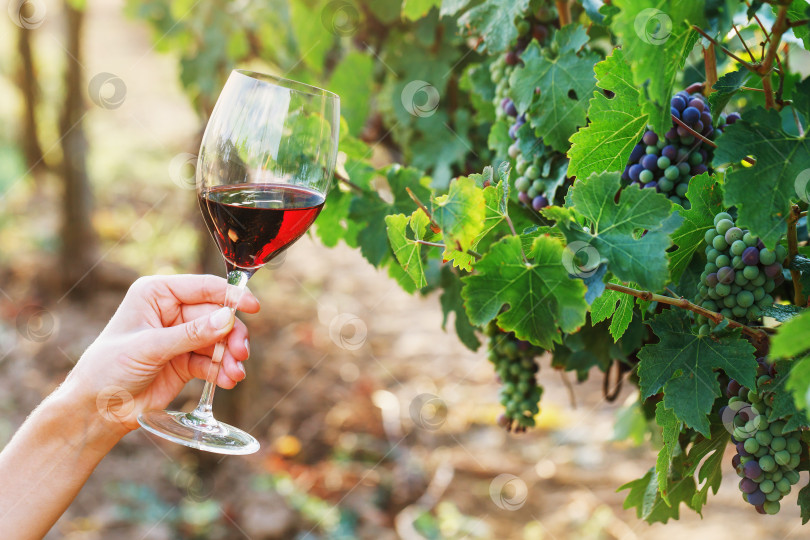 Скачать Бокал красного вина в руке на фоне виноградной лозы, экскурсия на винную плантацию с дегустацией фотосток Ozero