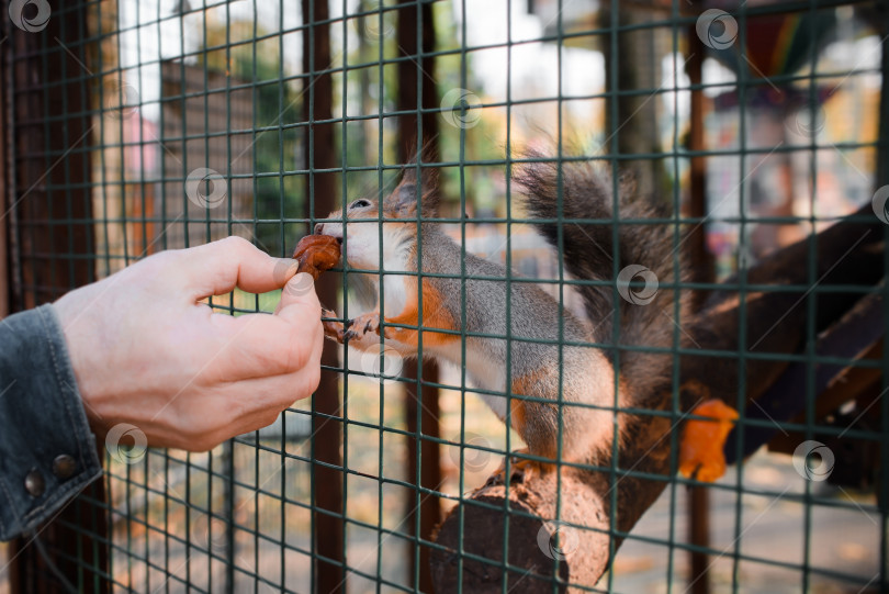 Скачать Портрет белки в общественном парке. Белка ест фрукты из человеческих рук. фотосток Ozero