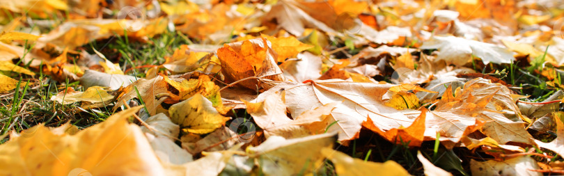 Скачать Баннер с опавшими осенними листьями на лужайке. Осенний фон, мягкий фокус фотосток Ozero