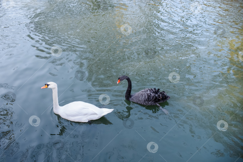 Скачать Красивые лебеди плавают в парковом пруду. Портрет пары лебедей, черно-белый. фотосток Ozero