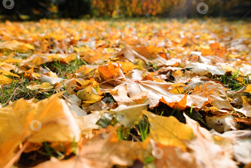 Скачать Опавшие осенние листья на лужайке. Осенний фон, мягкий фокус фотосток Ozero