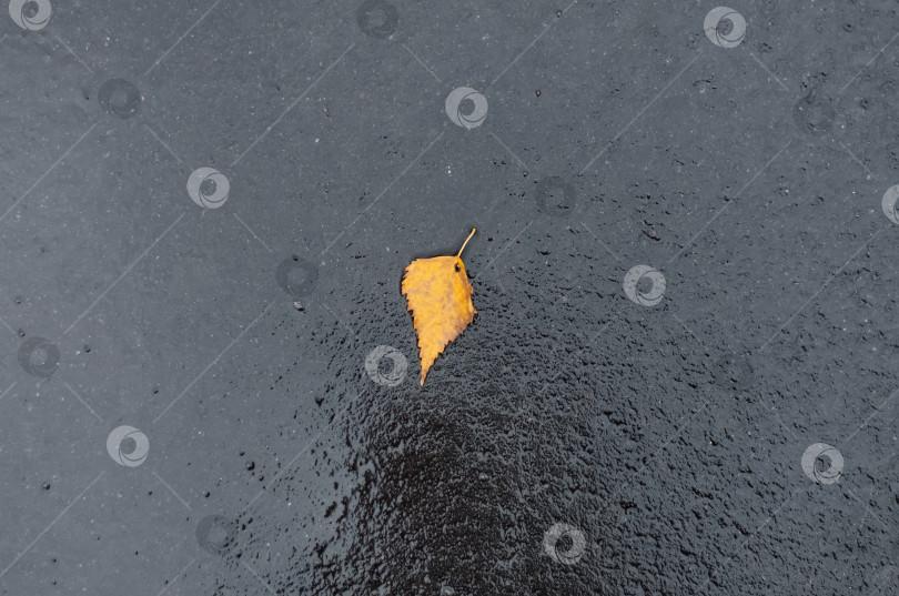 Скачать Осенний лист, упавший на мокрый асфальт, вид сверху. Текстура асфальта после дождя. фотосток Ozero
