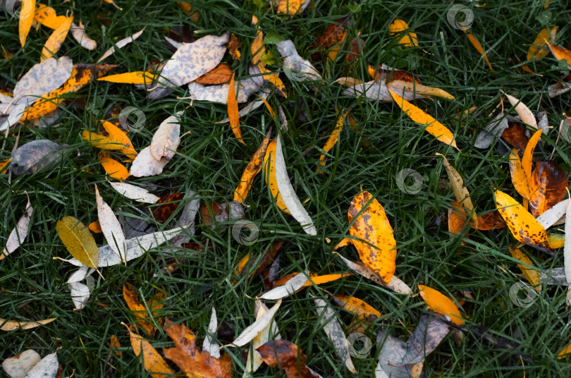 Скачать Опавшие желтые листья на зеленой траве, вид сверху. Осенний текстурный фон фотосток Ozero