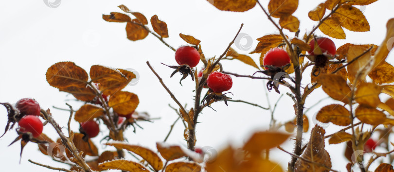 Скачать Баннер "Первый снег на ветке" с желтыми листьями и красными ягодами. Концепция первого снега осенью, ранней зимой, в холодную погоду. фотосток Ozero