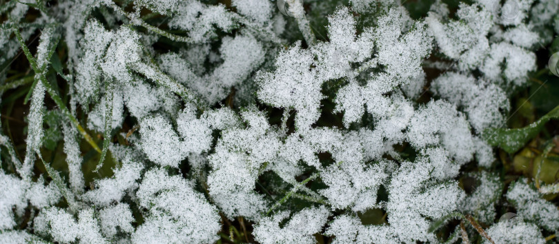 Скачать Баннер "Первый снег на зеленой траве", вид сверху. Концепция первого снега осенью, ранней зимой, в холодную погоду. фотосток Ozero