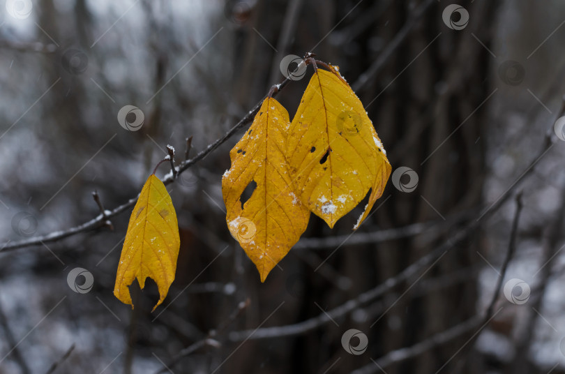 Скачать Первый снег на желтых листьях. Конец осени - это начало зимы. Концепция для первого снега осенью, в холодную погоду. фотосток Ozero