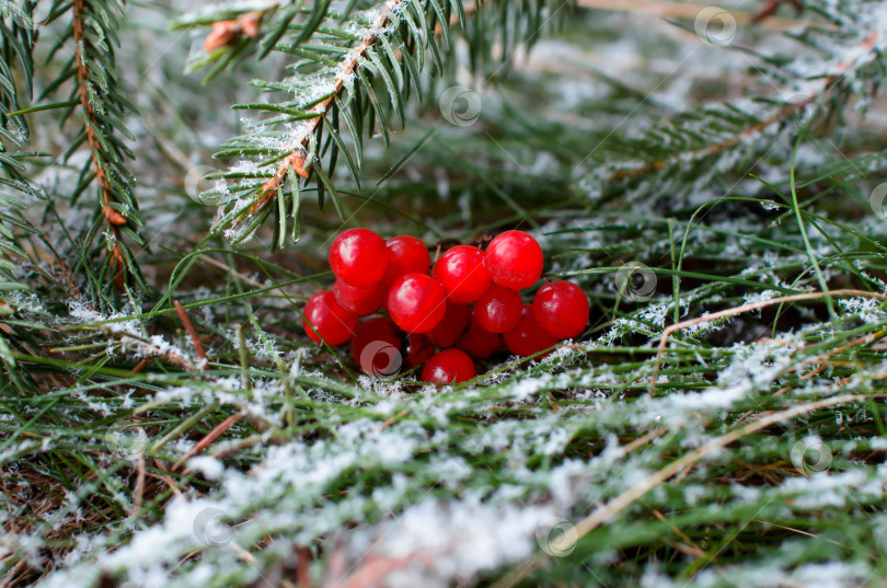 Скачать Красные ягоды рябины и ветка рождественской елки на зеленой траве покрыты снегом. Зимний рождественский и новогодний фон для поздравительной открытки. фотосток Ozero