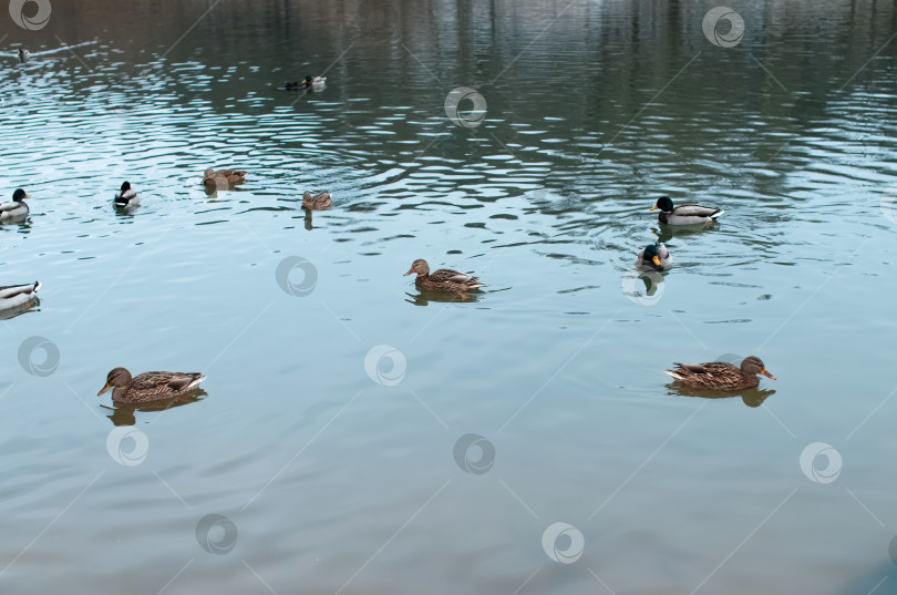 Скачать Дикие утки плавают в зимнем озере фотосток Ozero